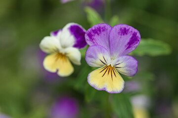 Pansies