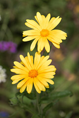 Yellow Daisys
