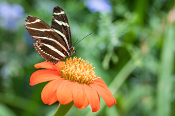 Striped butterfly and orange flower
