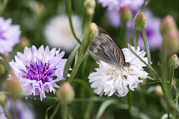 Lavender Flowers and Buterfly
