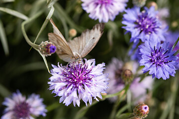 Lavender Flower and Butterfly