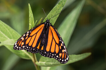Monarch Butterfly