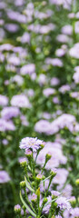 Purple Marguerite blooming in a flower field on a blurred background