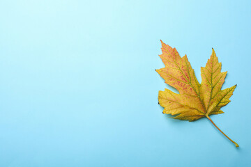 Beautiful autumn leaf on light blue background, top view. Space for text