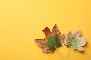 Dry autumn leaves on yellow background, flat lay. Space for text