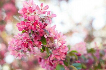 Plum Blossoms 1