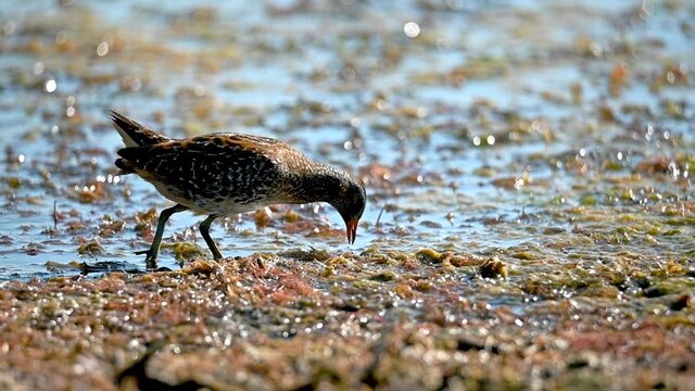 Spotted crake clearly visible in a cane grove