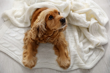 Cute English cocker spaniel dog with plaid on floor, above view