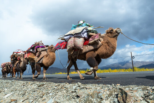 Nomads on the move in Xinjiang, China