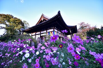 日本の奈良のコスモス寺, 般若寺