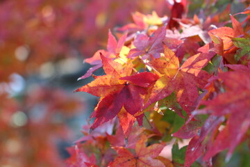 奈良公園の紅葉