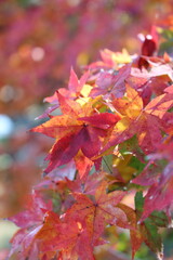 Fototapeta premium 奈良公園の紅葉