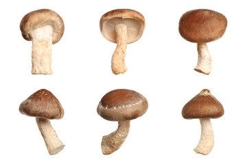Set of fresh shiitake mushrooms on white background