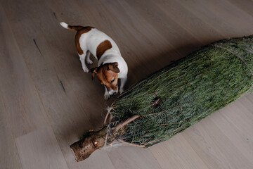 Christmas tree and dog.