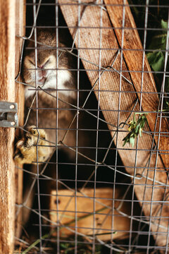 A pet rabbit in a cage.