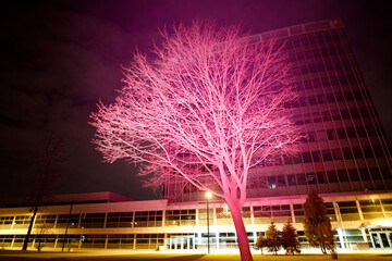 Pink tree