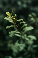 Green leaves details, on a cloudy day