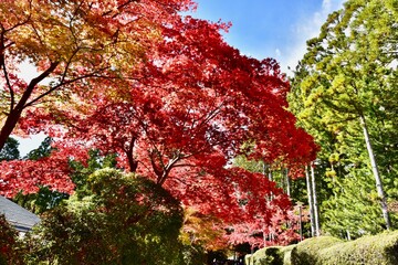 日本の和歌山の寺の紅葉, 高野山