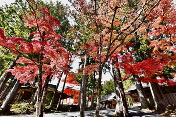 日本の和歌山の寺の紅葉, 高野山