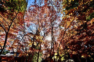 日本の和歌山の寺の紅葉, 高野山