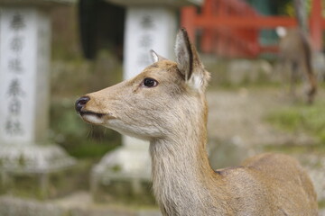 鹿の横顔