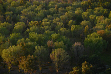 Fototapeta premium Árboles desde arriba 