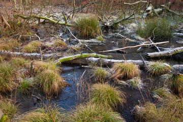 Frozen swamp
