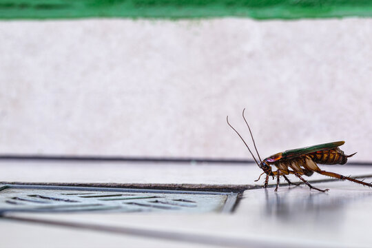 Many Cockroaches Entering A Dirty Bathroom Drain. Poor Hygiene, Problem With Pests And Insects At Home.