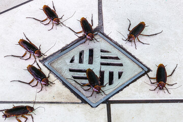 many cockroaches entering a dirty bathroom drain. Poor hygiene, problem with pests and insects at home.