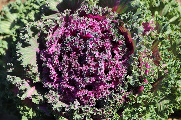 textured ornamental cabbage grows in the garden in summer