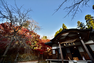日本の大阪の紅葉