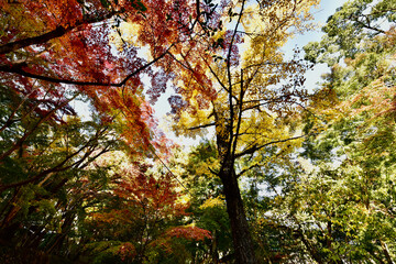 日本の大阪の紅葉
