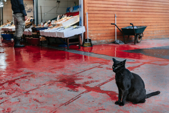 Cat at the fish street market.