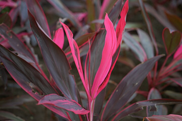 Cordyline fruticosa, pink tree in the garden