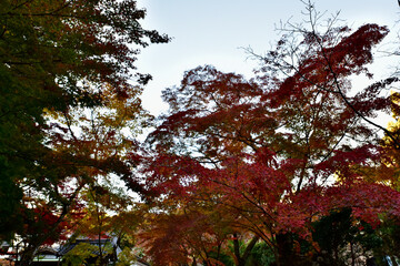 日本の大阪の紅葉