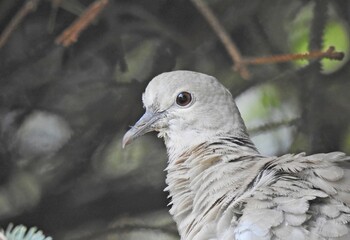 gołąb