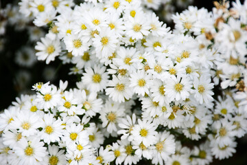 Obraz premium White cutter flowers blooming in the garden