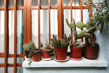 Green tropical plants on the windowsill.