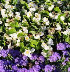 bees pollinate the beautiful bright Philadelphus and Ageratum in a sunny summer garden