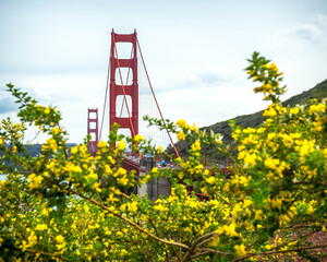 The Golden Gate Bridge framed behind blooming yellow wildflowers on a cloudy day