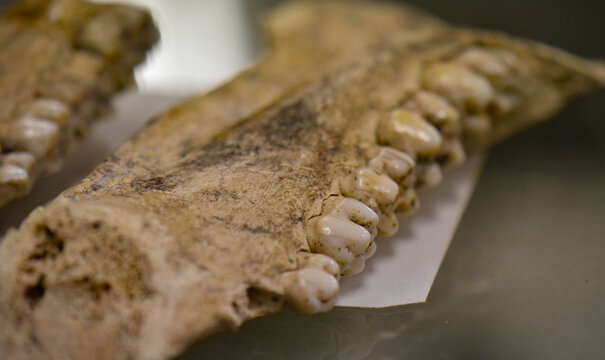 close up of a slace of a boar skull