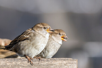 Close Up of Female Sparrows Feeding on Seeds