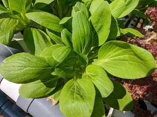 cultivation of mustard greens (Pakcoy) using the hydroponic method