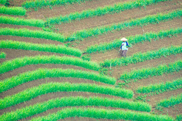 Farmers work in the lush green, terraced, sloppy onion fields in the morning captured high and long distance angles.