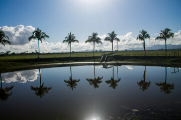 Obraz premium Palm trees reflected in the water of a lake under a great sun