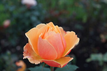 アバウトフェイス　薔薇　オレンジ色　バラ　薔薇の花　ガーデニング