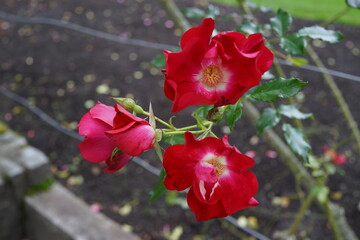 赤いバラ　薔薇の花　ガーデニング  庭　園芸
