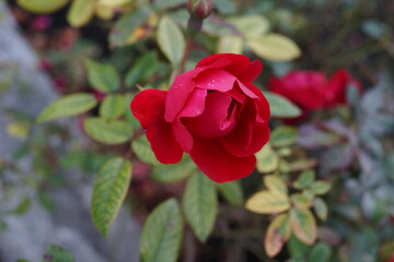 赤いバラ　薔薇の花　ガーデニング  庭　園芸