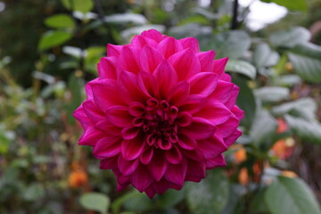 ダリア　ダリアの花　花壇　ガーデニング　