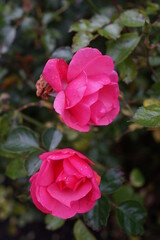 赤いバラ　薔薇　ガーデニング  花